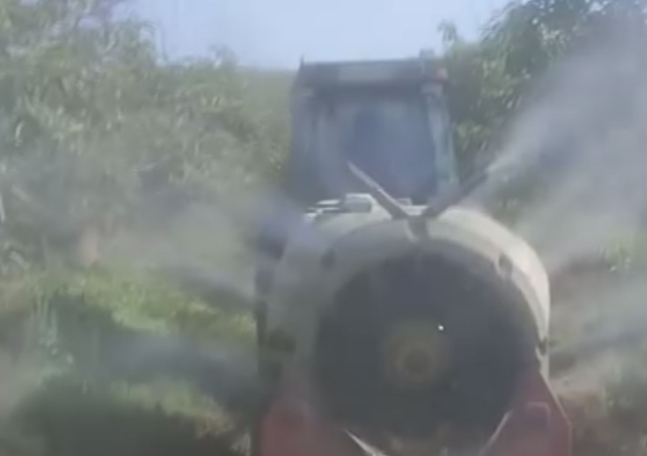 El proyecto para el uso agrícola del alga asiática avanza como fertilizante de aguacates 