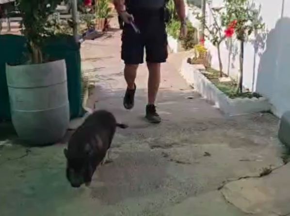 La Policía Local captura un cerdo vietnamita que deambulaba por la playa de El Rinconcillo