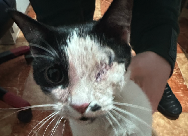 Heridos varios gatos en distintas zonas de La Línea por disparos de escopetas