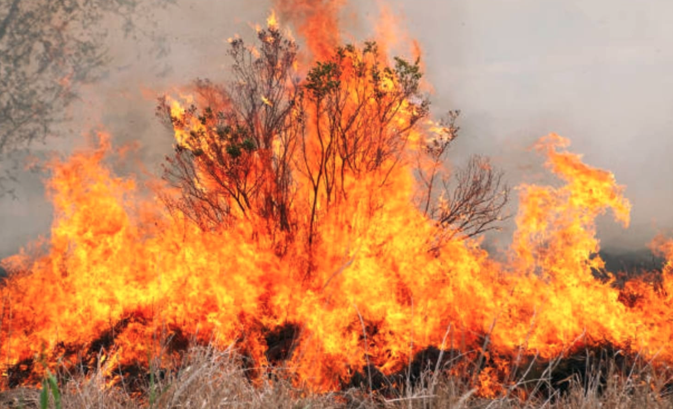 IU Algeciras alerta del riesgo de incendios por la proliferación de pastos en solares abandonados