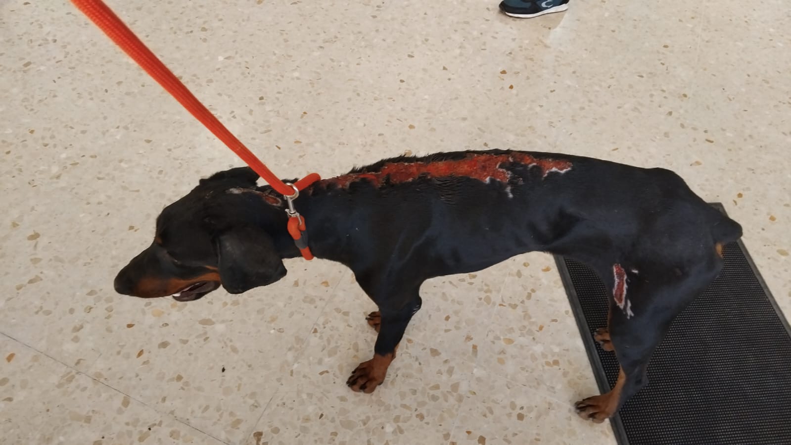 Atroz caso de maltrato animal: rescatan en La Zabal a una perra con quemaduras de ácido y agujas en el intestino