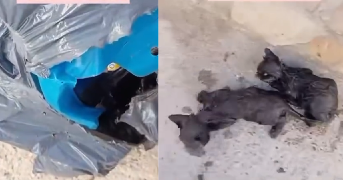 Arrojan dos gatos recién nacidos a la basura en Jimena de la Frontera