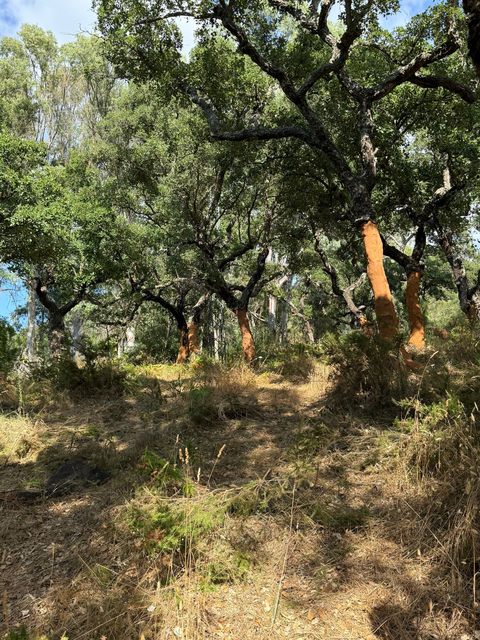 Verdemar Ecologistas en Acción ha denunciado ante la Delegado Territorial de Sostenibilidad, Medio Ambiente y Economía Azul que se han llevando a cabo trabajos de extracción de corcho en la vía pecuaria Cañada Real de Gaucín