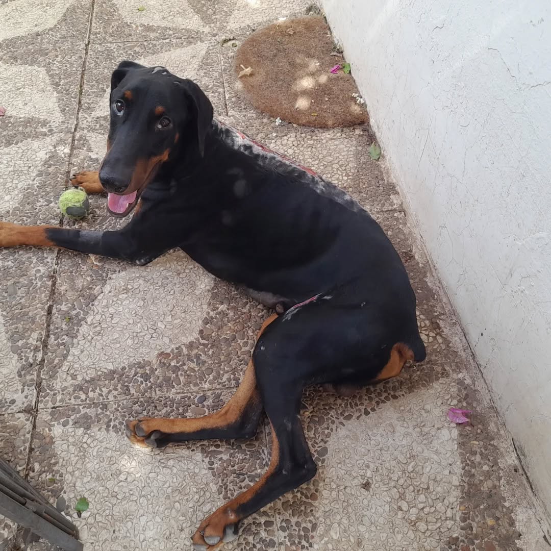 Una nueva vida para Snoop: la perra rociada con ácido se recupera y será adoptado en Alemania