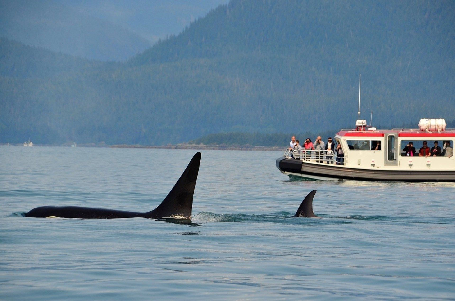 Piden declarar Santuario Marino a la zona del Estrecho para proteger a las orcas residentes. Foto: Orcas en el Estrecho. - CORREDOR BIOLÓGICO MUNDIAL