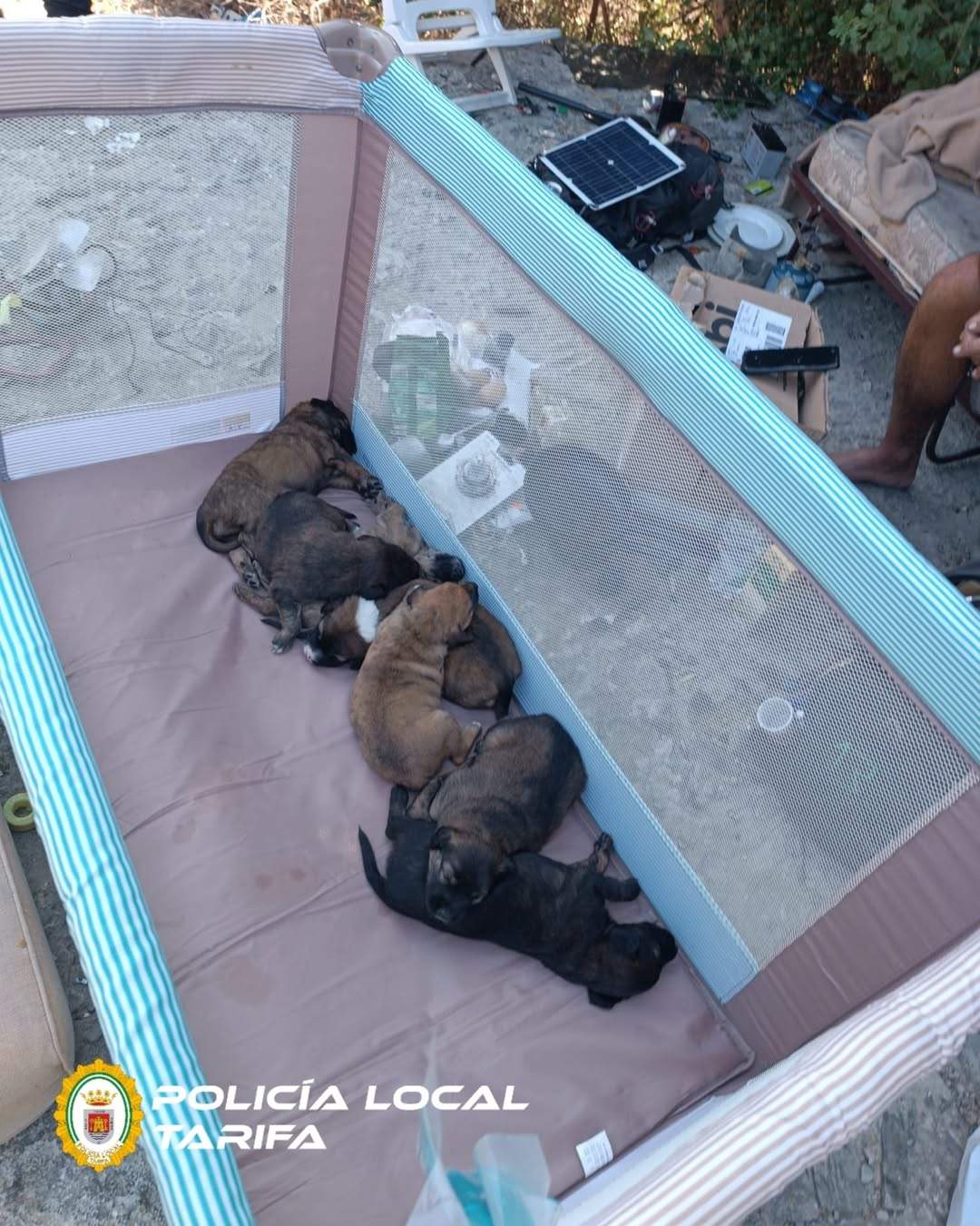 La Policía Local rescata a siete cachorros que vivían en condiciones insalubres e inseguras.