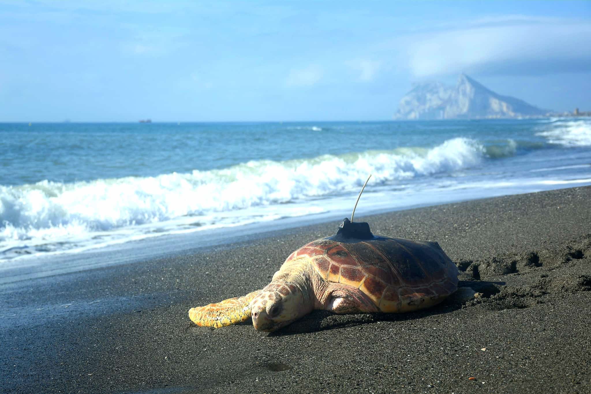 La playa de la Alcaidesa, escenario de la suelta de una tortuga tras su recuperación. 