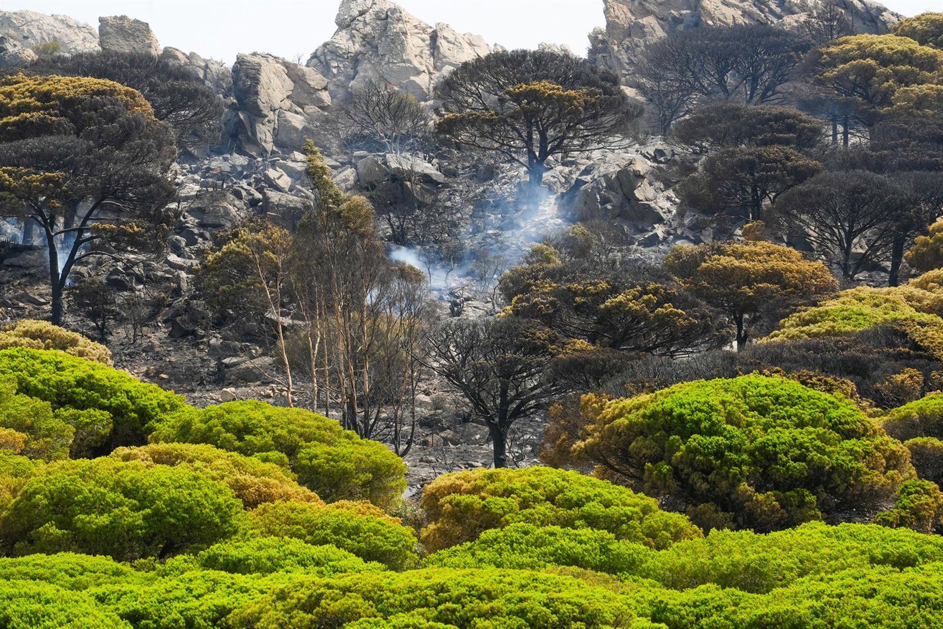 Efectivos del Infoca trabajan por tierra en el control del incendio de Tarifa.
