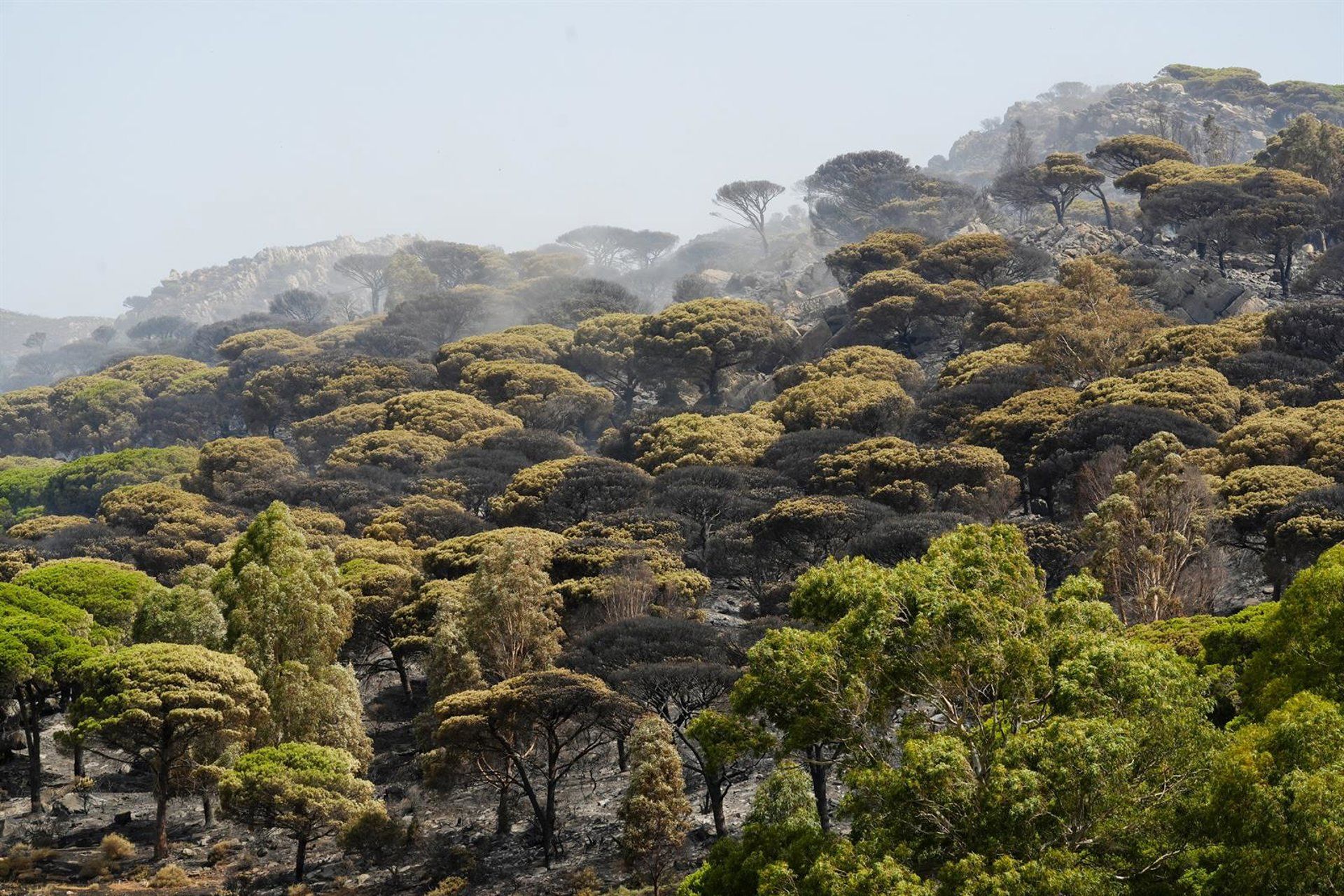 Vegetación quemada en el incendio en Tarifa, A 6 de agosto de 2025 en Tarifa.