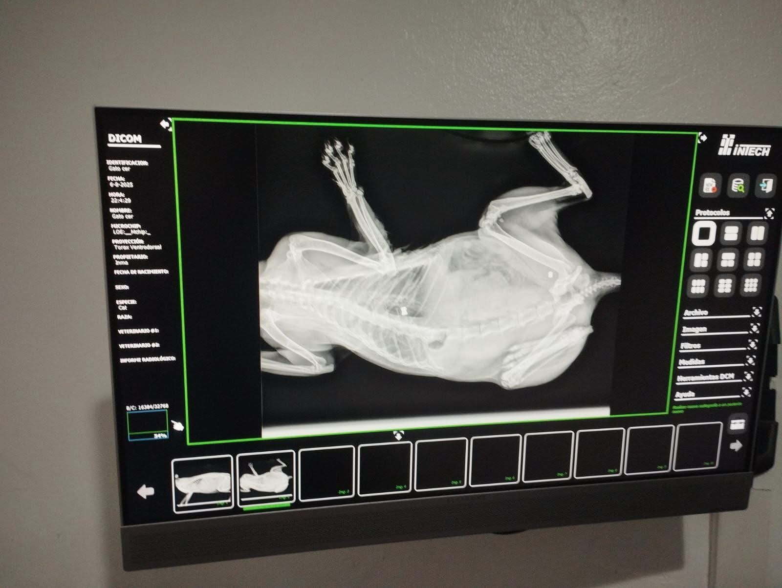 Imagen de una radiografía de gatos. Adjudicada al Colegio de Veterinarios de Cádiz el contrato para la gestión de colonias felinas