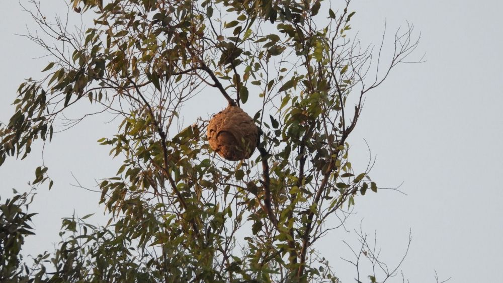 nido velutina Cortijillos nido velutina Cortijillos
