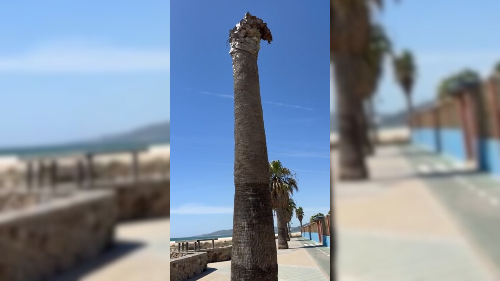 Un vecino denuncia el peligro de una palmera podrida en el paseo marítimo de Tarifa