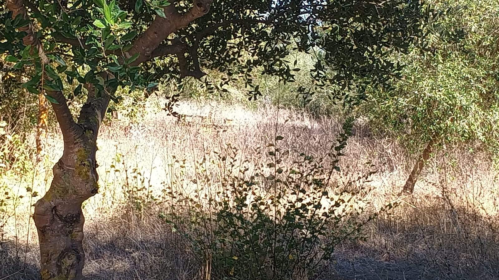 Izquierda Unida denuncia la falta de limpieza y mantenimiento del parque El Torrejón