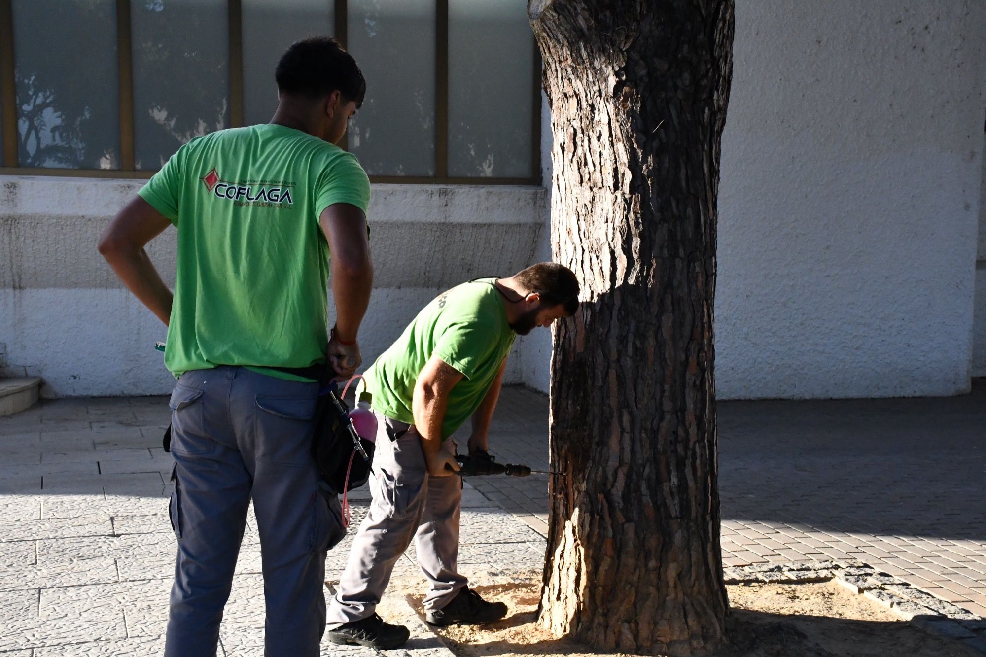 San Roque comienza a aplicar la endoterapia para evitar una plaga de procesionarias el año próximo