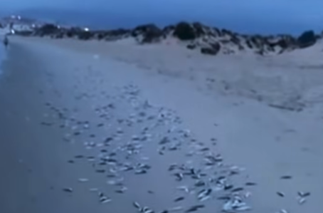 Captura del vídeo compartido en redes sociales. El Ayuntamiento descarta que los peces aparecidos en El Rinconcillo hayan muerto por un vertido
