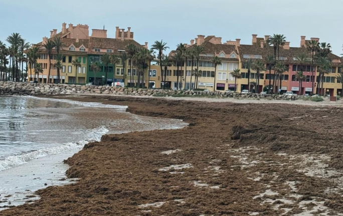 San Roque retira 353 toneladas de alga invasora en lo que va de año