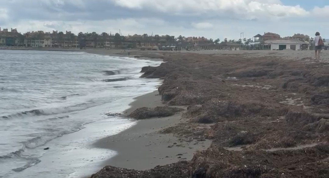 San Roque retira más de 353 toneladas de alga invasora en lo que va de año