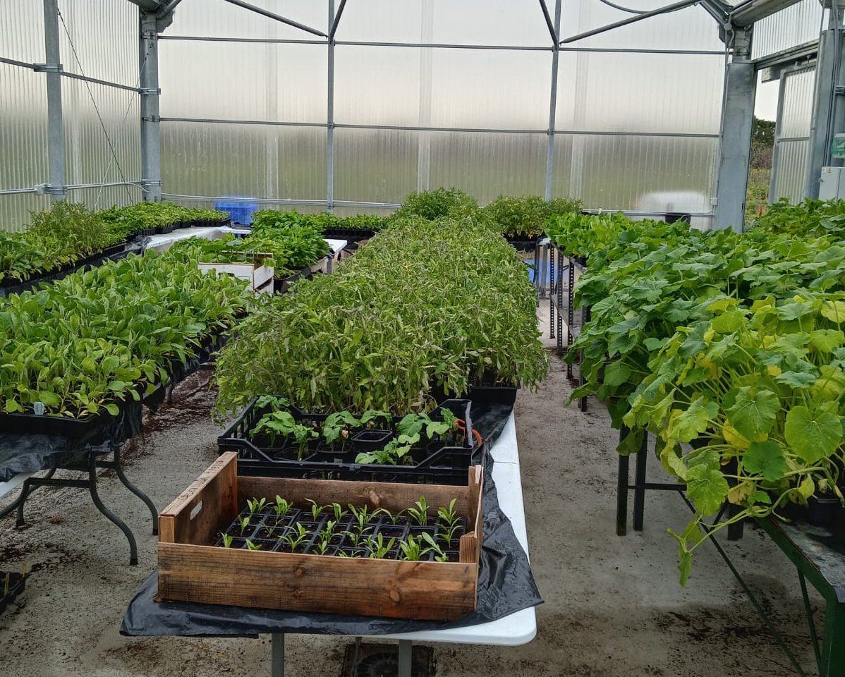 Vivero de la Diputación en Jerez. Seis municipios del Campo de Gibraltar recibirán árboles y arbustos para las zonas verdes urbanas 