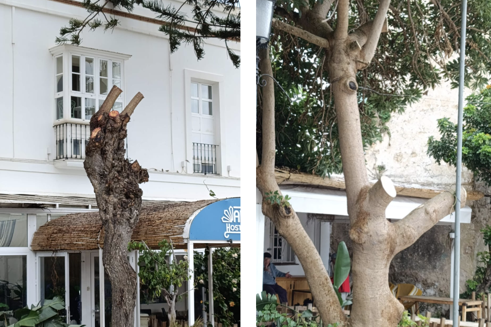 Agaden denuncia podas drásticas en la Alameda de Tarifa y pide un plan de arbolado