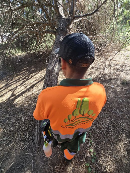 Los Barrios aplica tratamientos sostenibles para proteger a los pinos de la ciudad