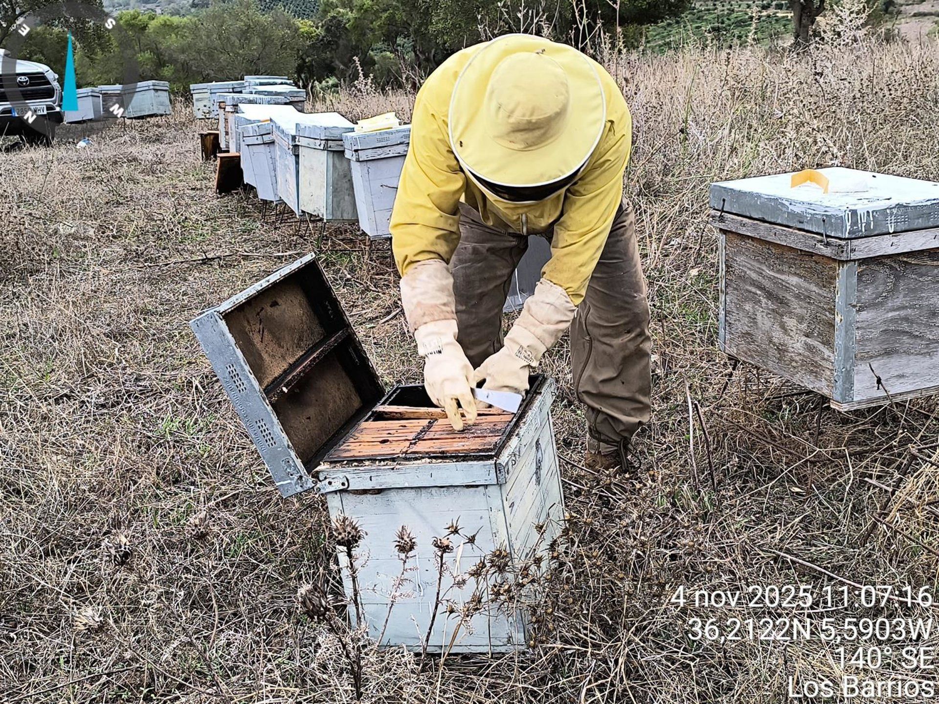Agricultores y ganaderos desarrollan un proyecto pionero para frenar la expansión del avispón oriental Agricultores y ganaderos desarrollan un proyecto pionero para frenar la expansión del avispón oriental
