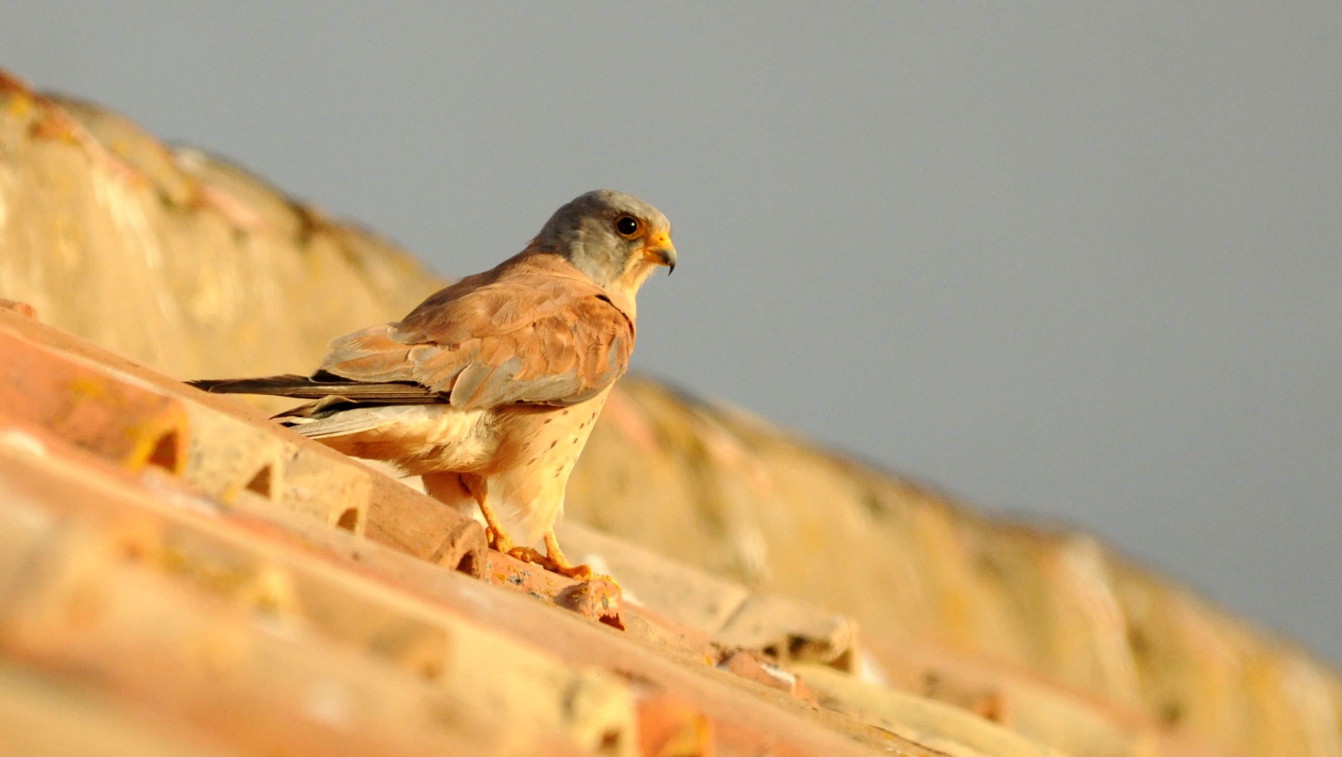 Escolares aprenden a proteger el entorno urbano y portuario del Campo de Gibraltar