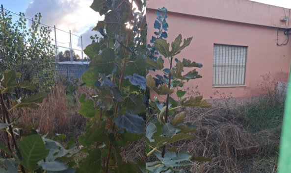  IU Algeciras reclama una actuación urgente en el colegio Virgen de Europa