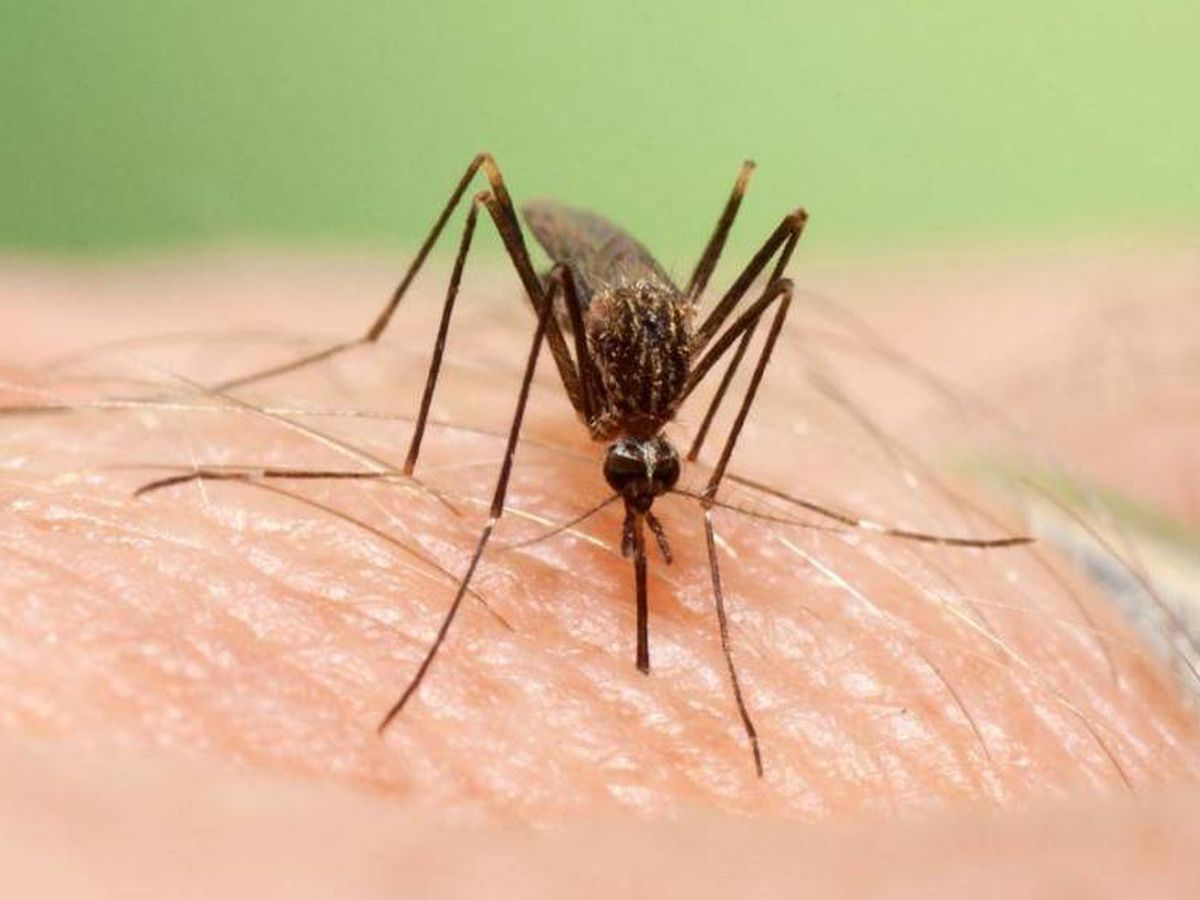 Una amenaza que vuelve: qué es el virus del nilo y por qué los mosquitos estériles podrían ser la clave para controlarlo. 