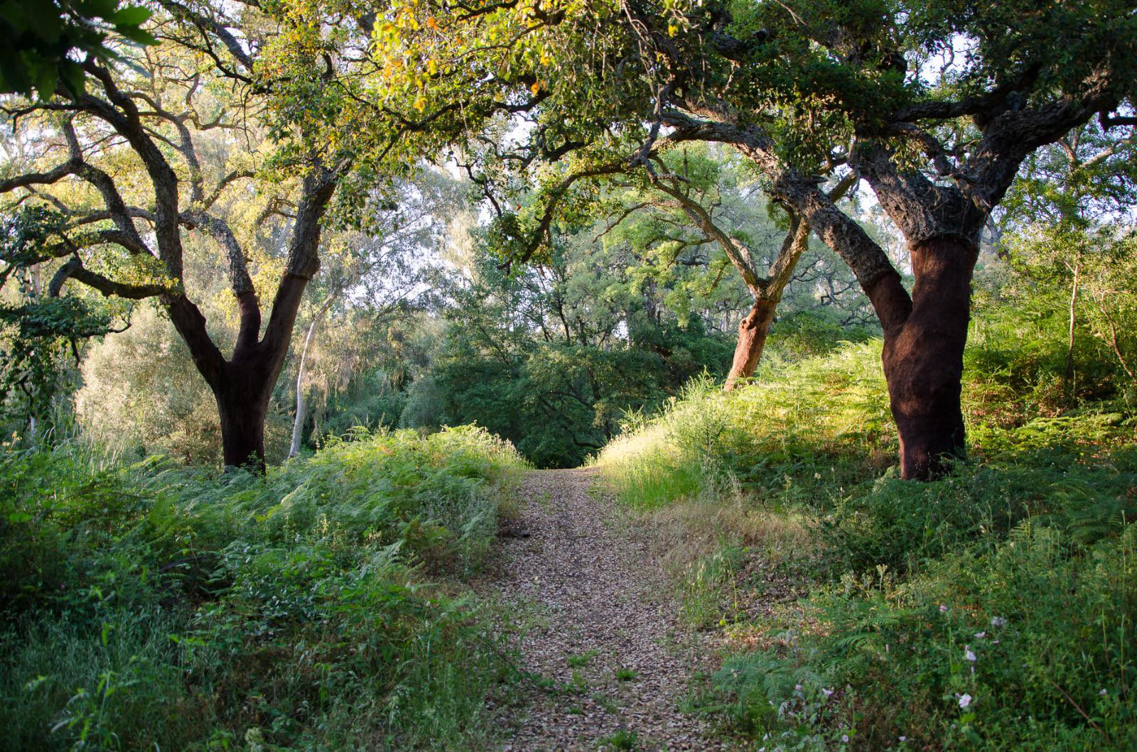 El Cerro del Moro de Castellar se refuerza contra los incendios forestales con un nuevo plan de prevención El Cerro del Moro de Castellar se refuerza contra los incendios forestales con un nuevo plan de prevención