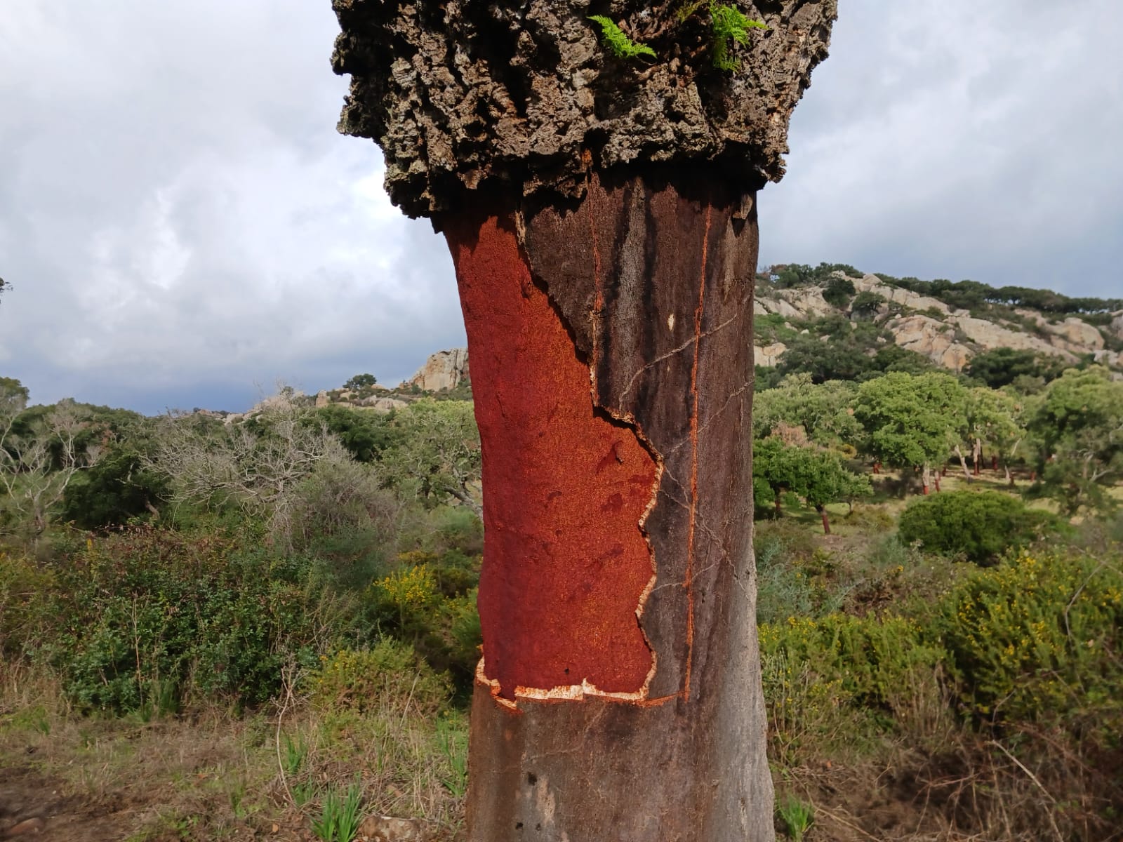 Imagen de Agaden. Agaden exige la suspensión inmediata del descorche en zonas afectadas por la seca en Los Alcornocales