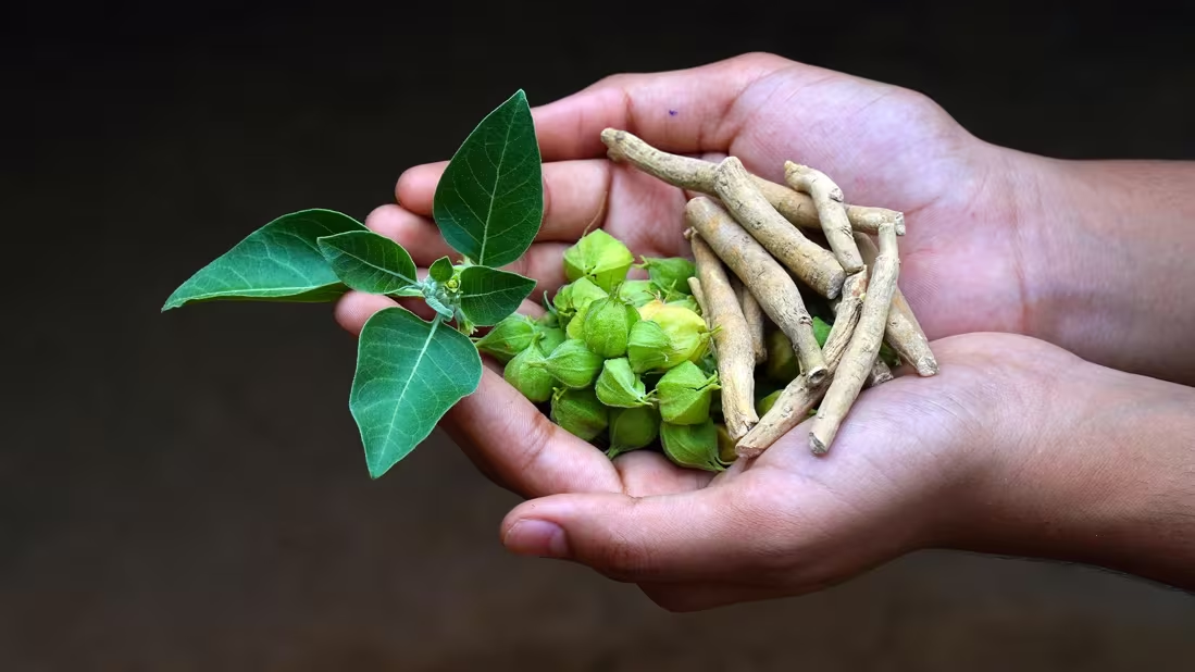 ¿Milagro natural o moda peligrosa? Lo que la ciencia dice sobre la ashwagandha: 