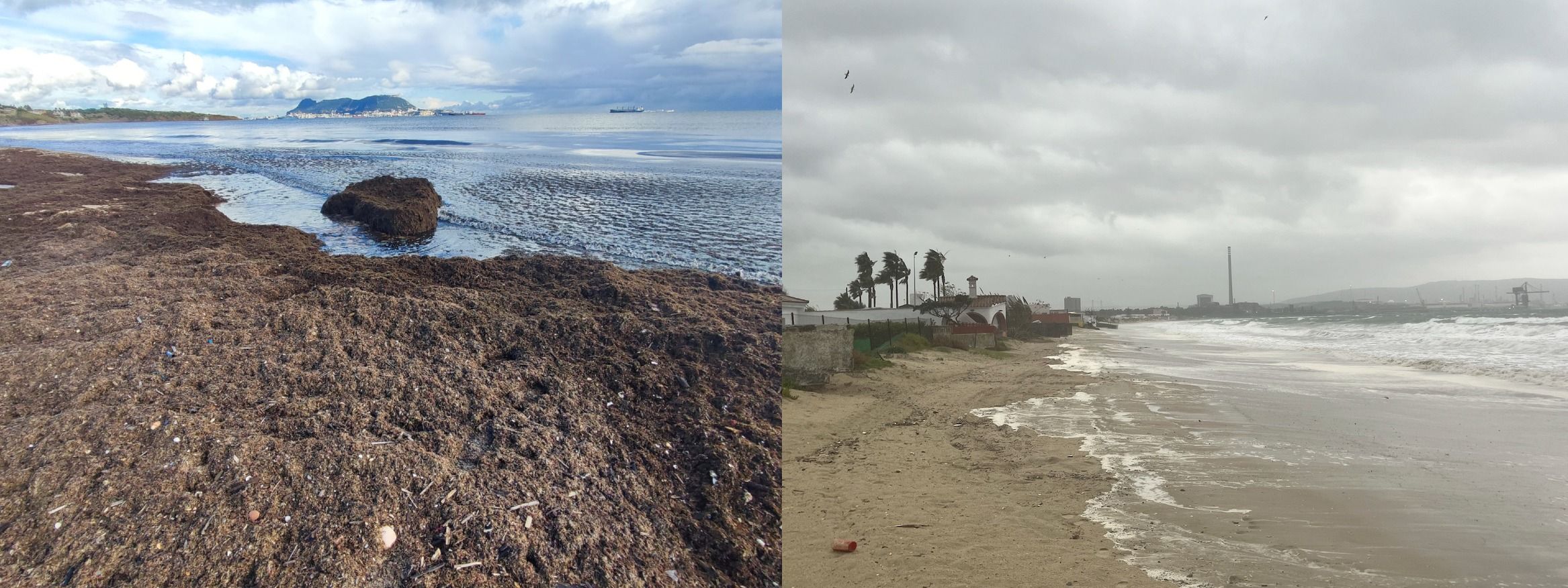 El último temporal deja El Rinconcillo con poca arena y Getares con llena de algas. Foto: F.M. El último temporal deja El Rinconcillo con poca arena y Getares con llena de algas. Foto: F.M.