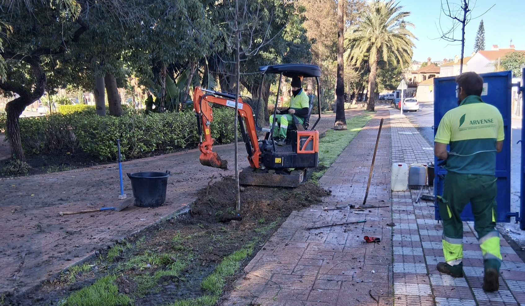 Los Barrios plantará 22 árboles nuevos en diferentes espacios públicos