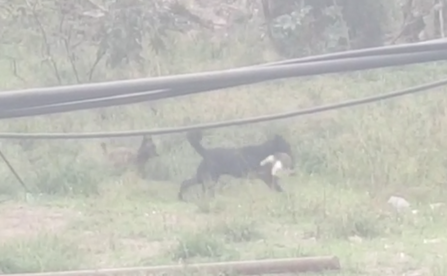 Un ciudadano denuncia que perros sueltos atacan y matan gatos de una colonia felina en La Línea Un ciudadano denuncia que perros sueltos atacan y matan gatos de una colonia felina en La Línea