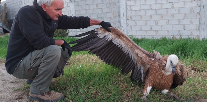 Foto de Verdemar. Voluntario de Verdemar rescatando a un buitre leonado en la vía del tren. Verdemar pide a la Junta la reapertura del centro Huerta Grande en Algeciras