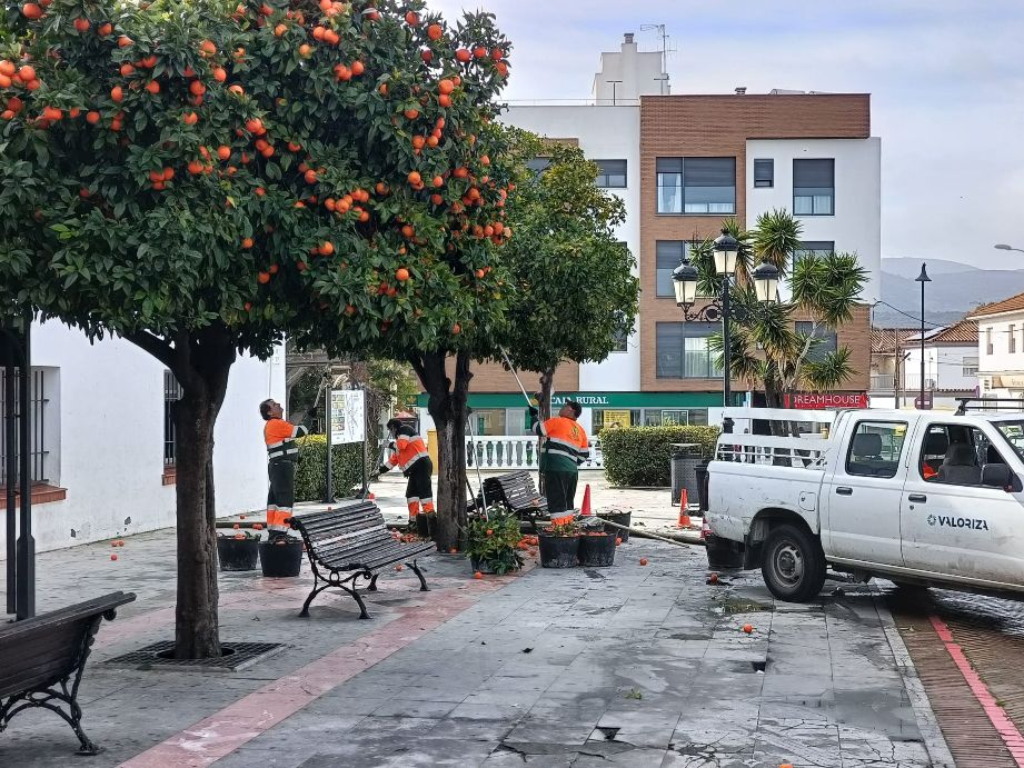 Los Barrios avanza en la campaña de recogida de naranja amarga para mejorar la seguridad vial