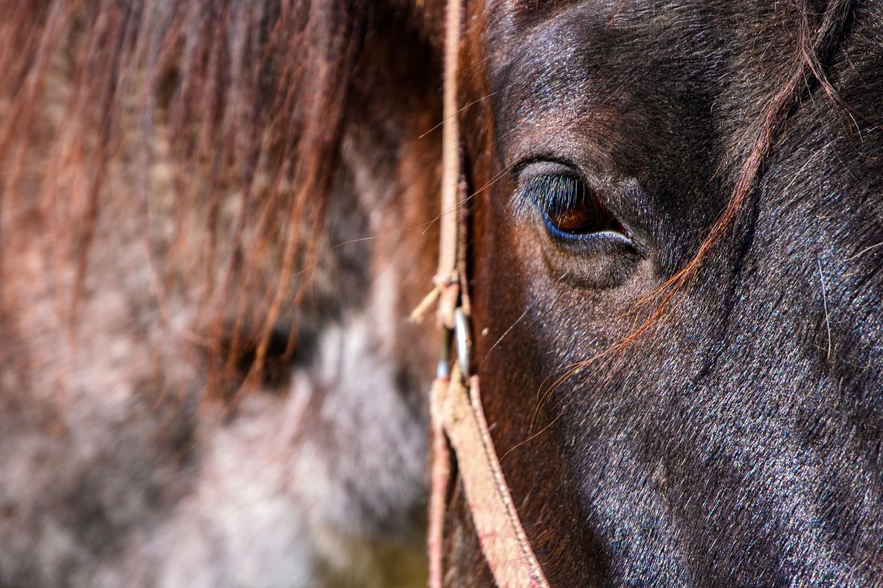 Localizan en La Línea varios caballos en condiciones extremas de abandono y mal estado de salud