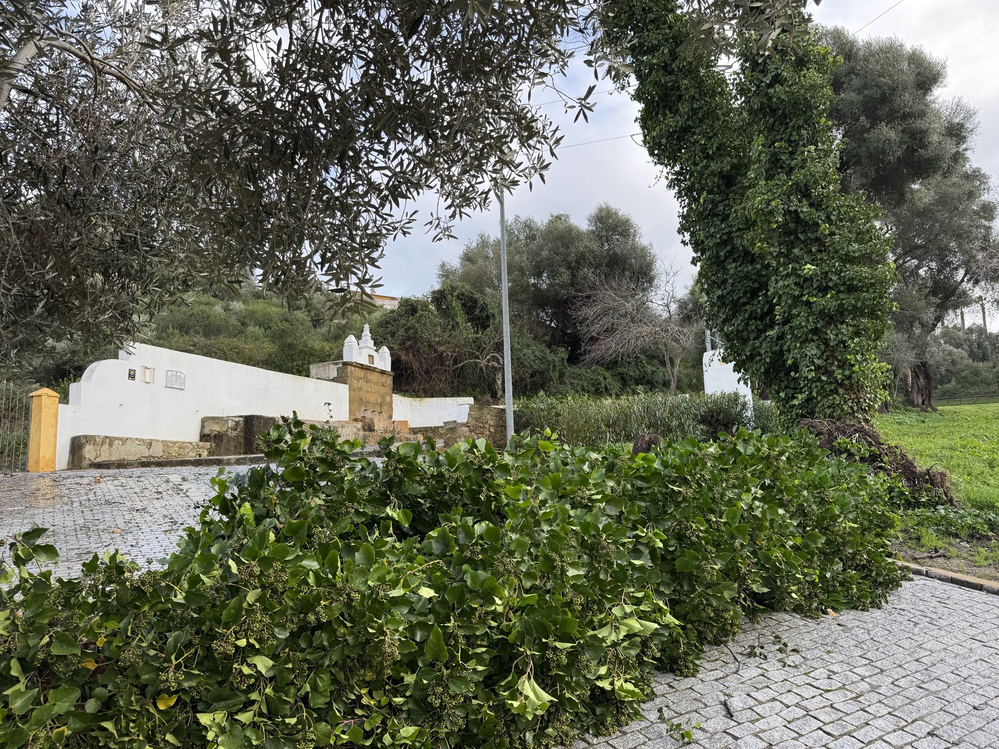 San Roque registra varias incidencias causadas por el fuerte viento