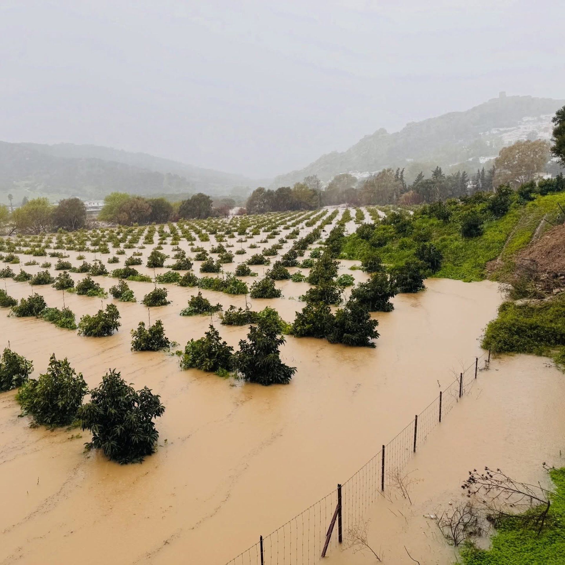 Imagen de esta mañana en Jimena. Foto: Ayuntamiento de Jimena. Un campo inundado por las lluvias registradas en Jimena. 
