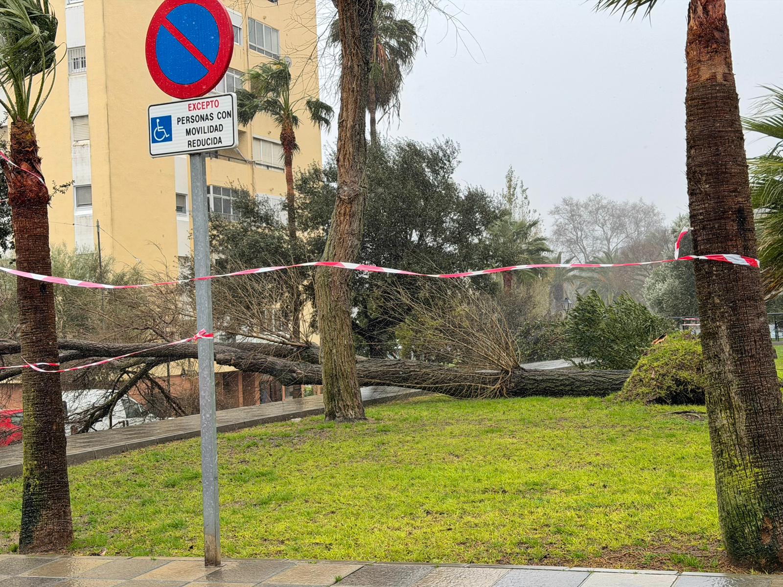 Árboles caídos y balsas de agua en carreteras, algunas de las incidencias más destacadas en San Roque Árboles caídos y balsas de agua en carreteras, algunas de las incidencias más destacadas en San Roque