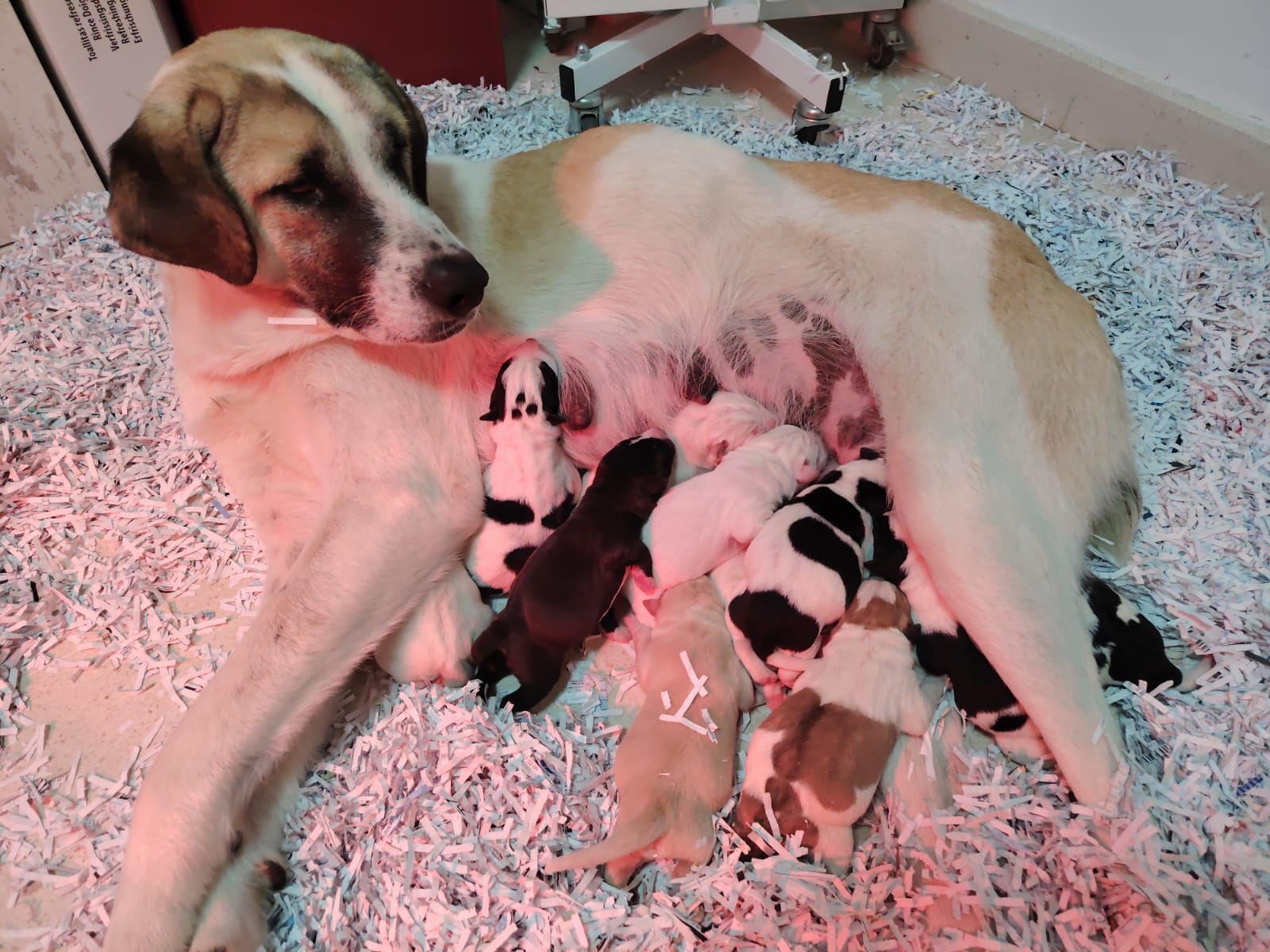 Mientras buscaban a Boro, encontraron a Niebla: la perrita abandonada que dio a luz a once cachorros