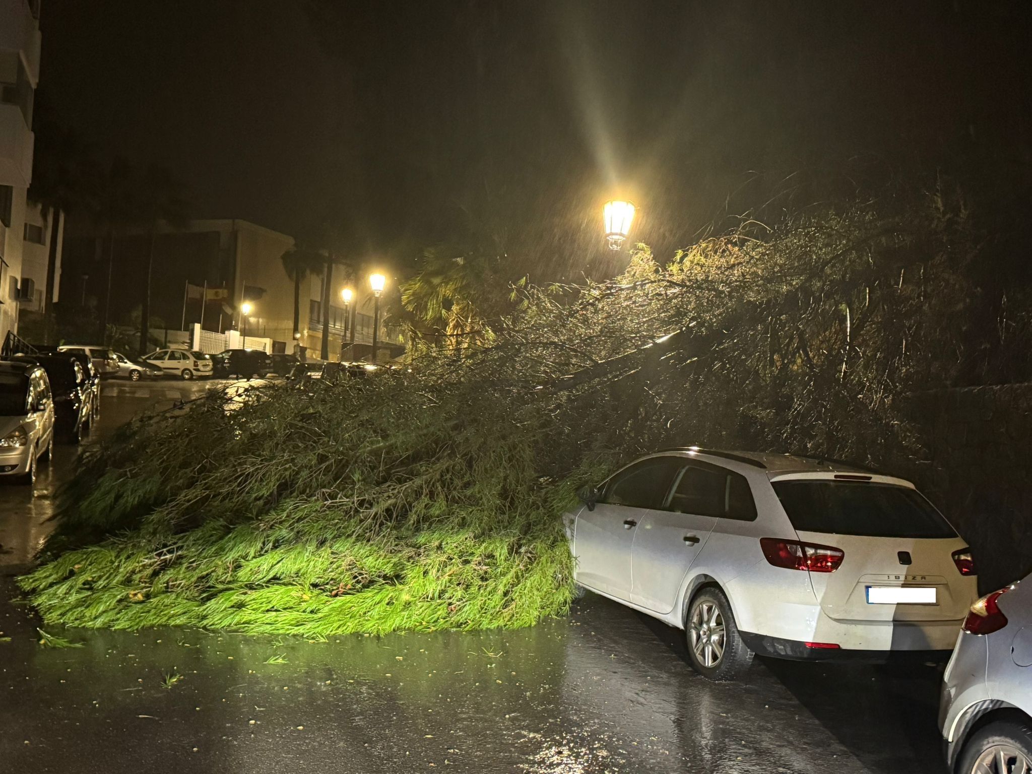 Árboles caídos, calles cortadas y vehículos dañados, entre las incidencias del temporal en San Roque