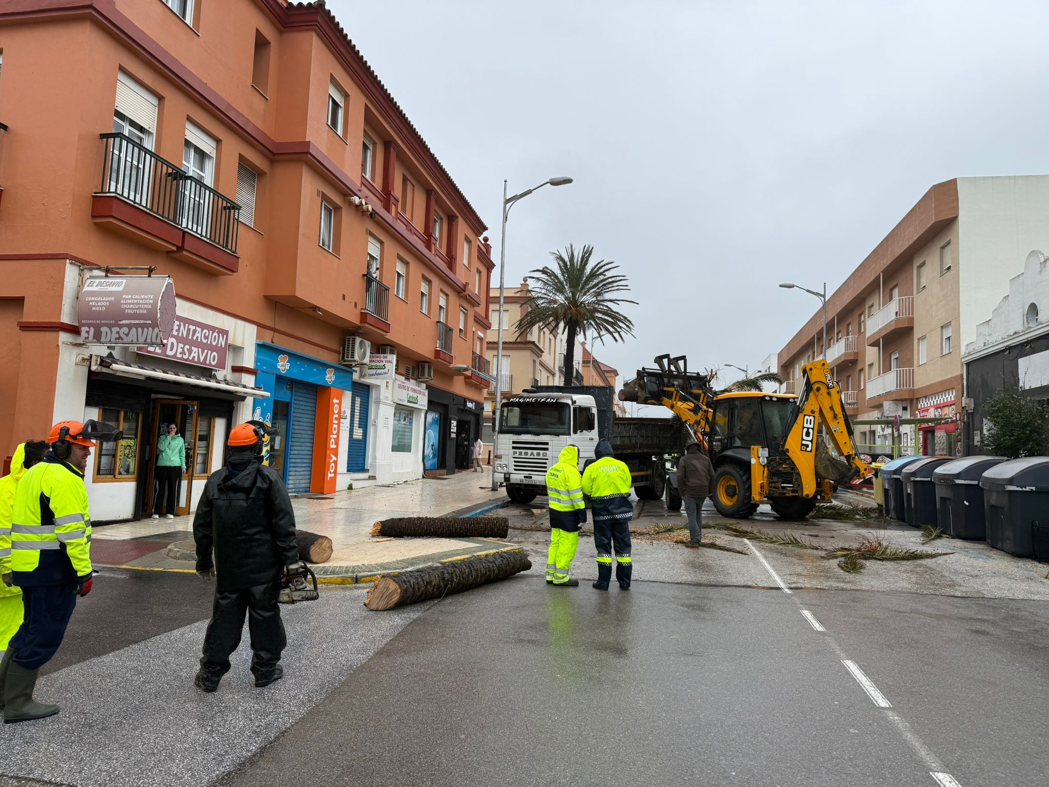 Retiran una palmera de la avenida Andalucía de Tarifa por riesgo de caída