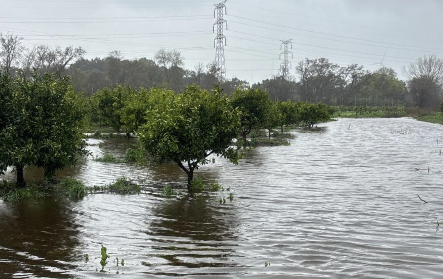 Castellar evalúa las pérdidas "históricas" del sector agrícola tras el paso de las borrascas