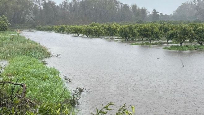 Campos de aguacates anegados, en Castellar de la Frontera. 