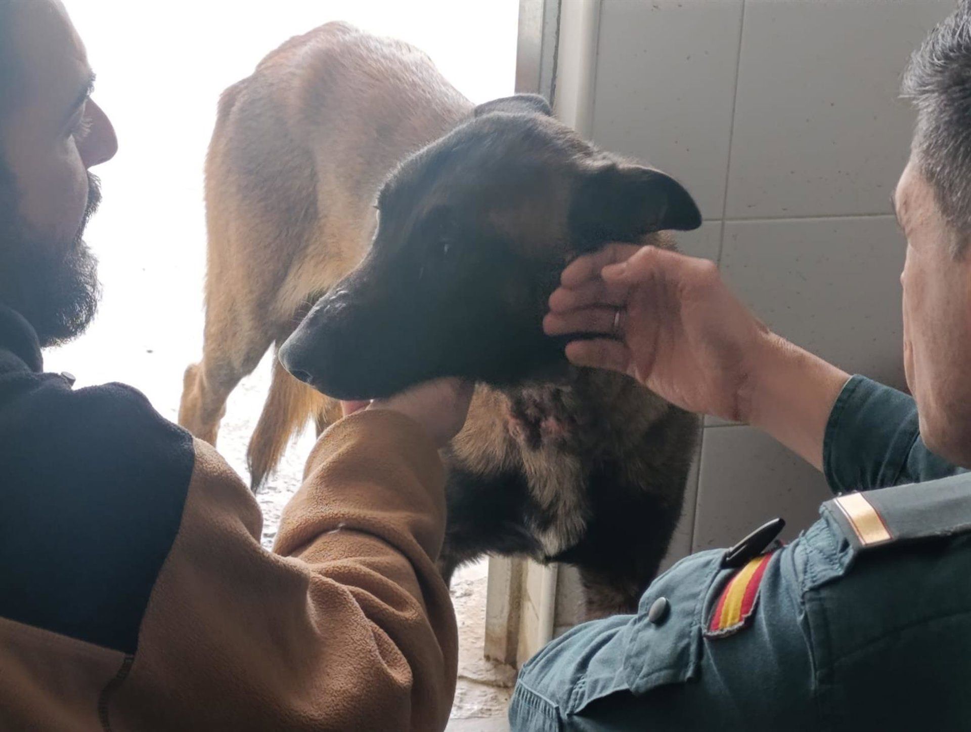 Investigan a una mujer que abandonó a su perro encadenado a una vivienda desalojada por las inundaciones Investigan a una mujer que abandonó a su perro encadenado a una vivienda desalojada por las inundaciones