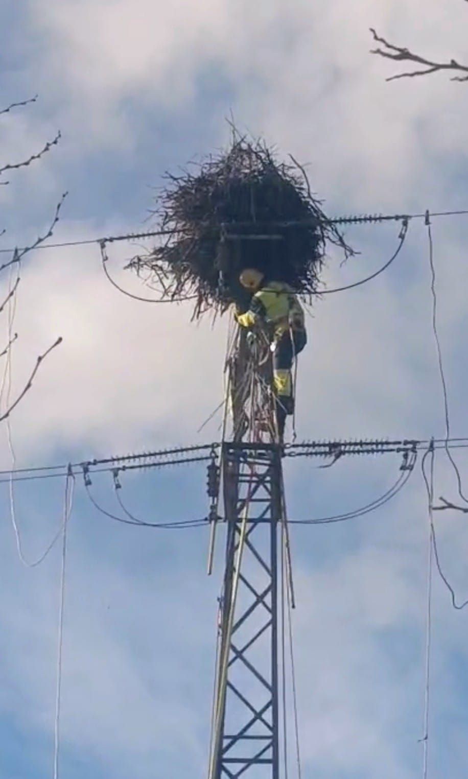 Vecinos de Los Barrios paralizan el derrumbe de nidos de cigüeña blanca en la Vega del Moral Vecinos de Los Barrios paralizan el derrumbe de nidos de cigüeña blanca en la Vega del Moral
