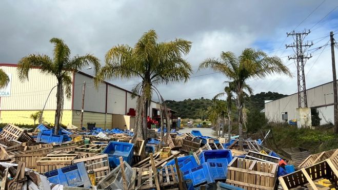 San Martín del Tesorillo acoge una jornada técnica para abordar los daños en el cultivo de aguacate tras las inundaciones San Martín del Tesorillo acoge una jornada técnica para abordar los daños en el cultivo de aguacate tras las inundaciones