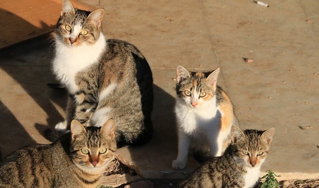 Imagen de archivo de una colonia de gatos. La Línea castró 90 gatos en 2023 mediante el método CER.