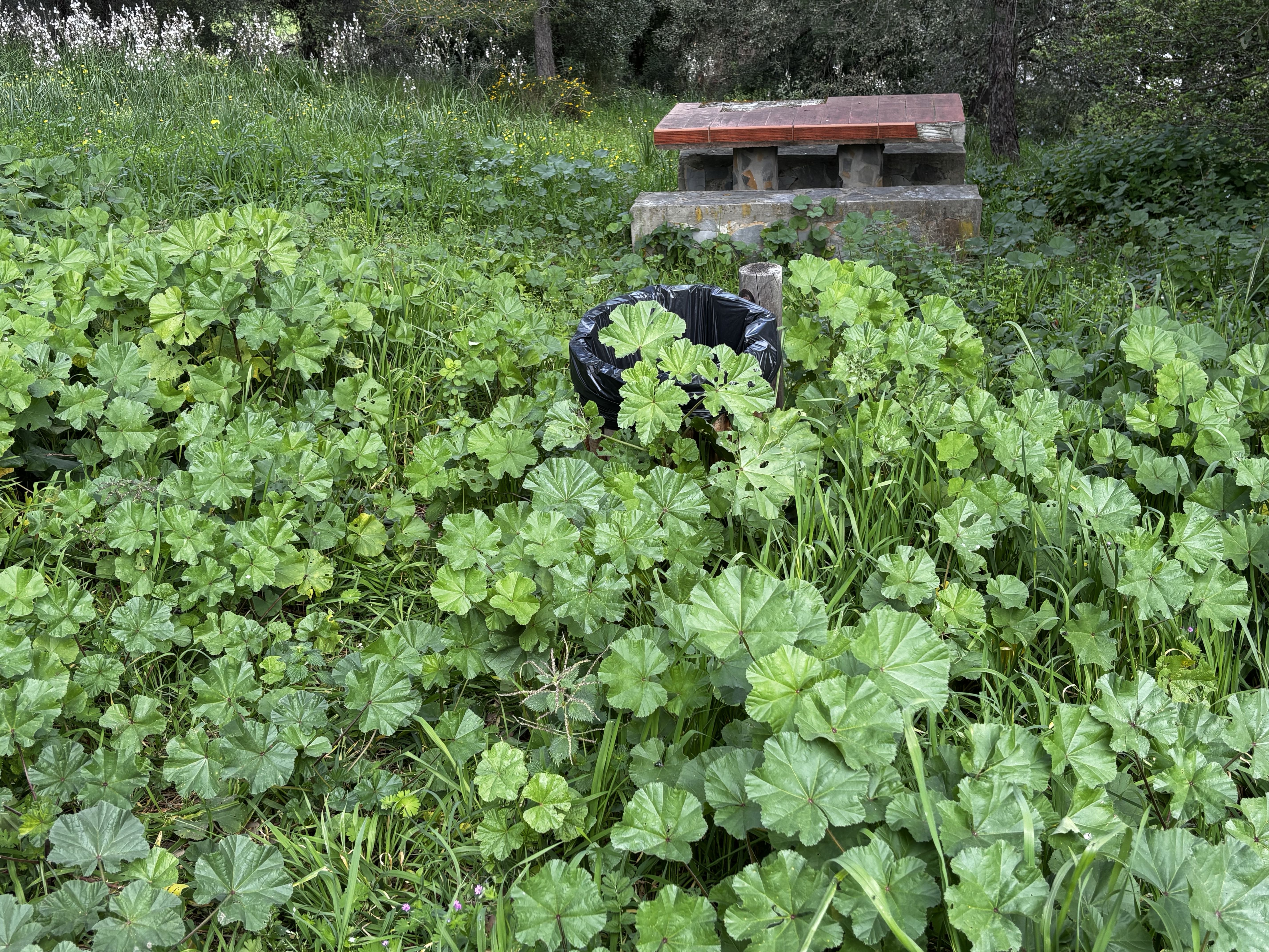 El PSOE de Los Barrios llevará al próximo pleno el estado del Pinar de la Casilla